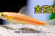 金苔鼠介绍：水族爱好者的首选伙伴