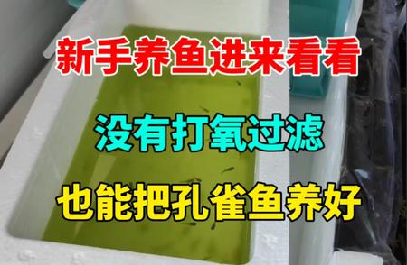 孔雀鱼养殖秘籍：无需氧气与过滤也能养好的秘诀