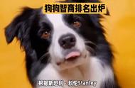 边境牧羊犬和贵宾犬在狗狗智商排名中并列第二