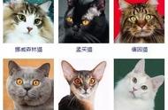 猫咪种类全解析：你最钟爱的品种是？