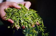 雨花茶：一段历史的馈赠，一种饮用的艺术