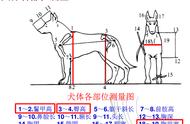 专业角度解读：如何通过犬的身体结构识别犬的品种？