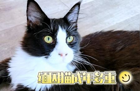 缅因猫成年体重大揭秘：你了解多少？