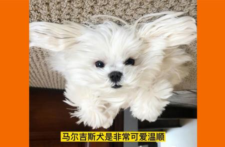 揭秘马尔济斯犬：美丽背后的少人养真相