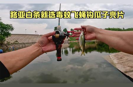 路亚白条飞蝇钩测评：哪款表现最佳？