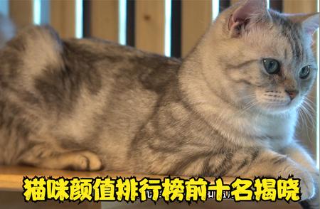 猫咪颜值大比拼：揭秘前十名排行榜！