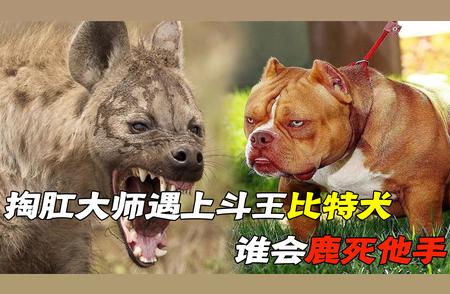 斗犬霸主比特犬VS掏肛大师鬣狗，巅峰对决谁主沉浮？