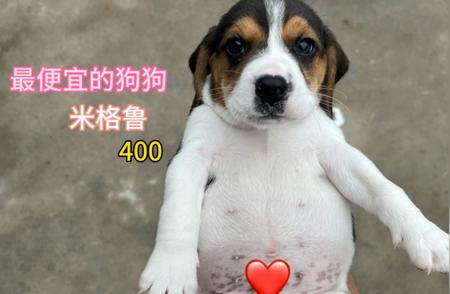 惊爆价！比格犬仅需400元一只！