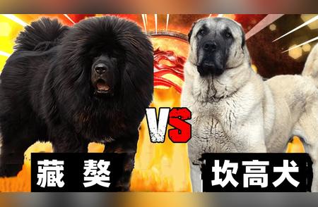 藏獒与坎高犬：大型猛犬的战斗霸主之争