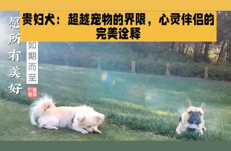 贵妇犬的独特地位：超越宠物，成为心灵伴侣的诠释