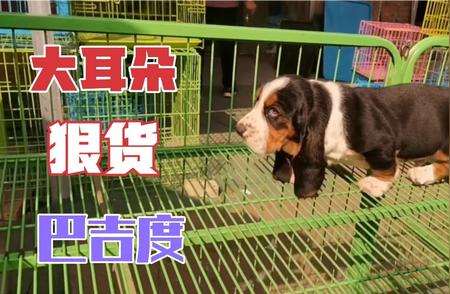 巴吉度犬的独特特征：大耳朵与步态的完美结合