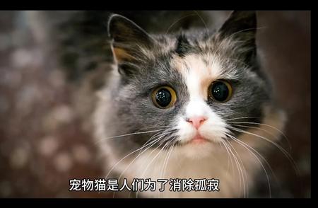 宠物猫的世界：探索猫咪的奥秘