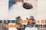 猫薄荷的魔力：4只活泼的虾仁同步放松趴