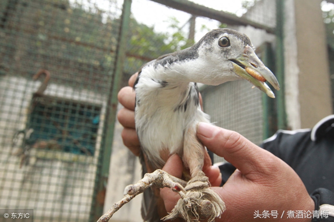 林业局动物救助站难题，救助的巴西龟、鳄龟等装不下，又不能放