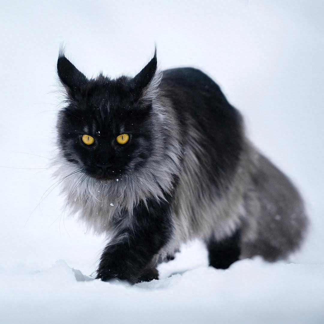 这只缅因猫的经验告诉我们，脸黑不仅威严还显得脸小