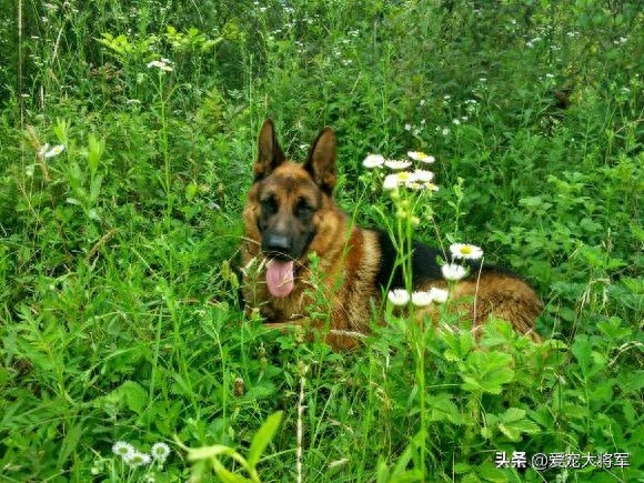 这样使用德国牧羊犬的人已经不多了，觉得德牧退化了的人进来看