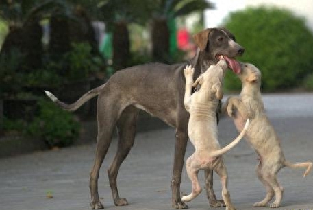 这些中华田园犬，你认识几只，可已经快被现代人遗忘了