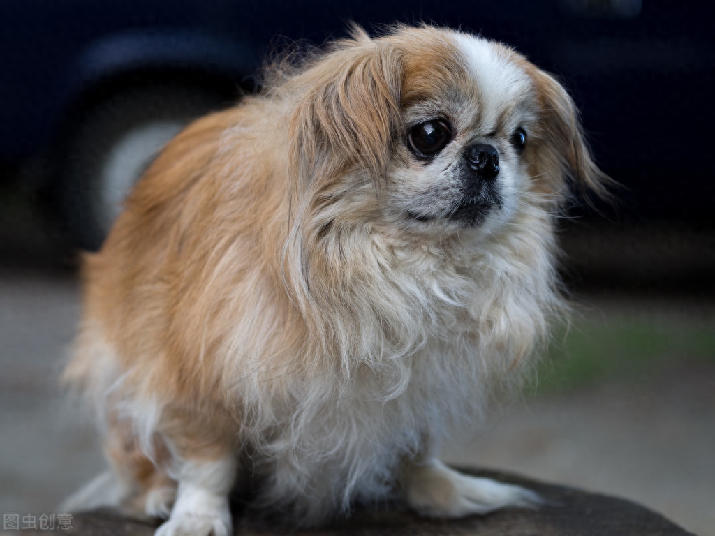 常见家庭的饲养的观赏犬——北京犬（京巴）