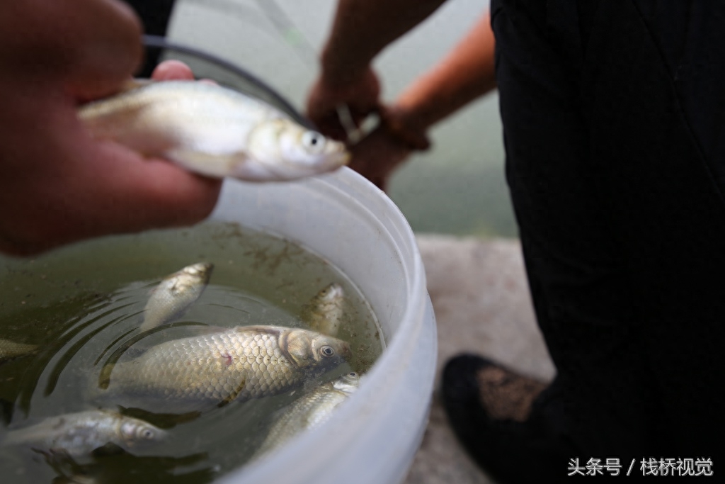 喜欢钓鱼的看过来！青岛白沙河畔钓鲫鱼，河边一溜人冒着高温打着遮阳伞享受快乐垂钓人生！