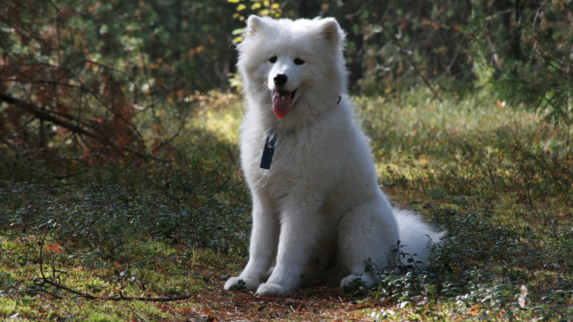 动物图集：雪白可爱狗狗萨摩耶犬