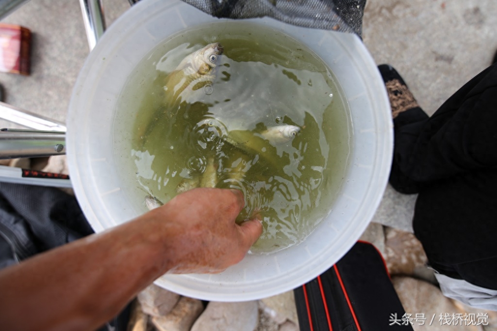 喜欢钓鱼的看过来！青岛白沙河畔钓鲫鱼，河边一溜人冒着高温打着遮阳伞享受快乐垂钓人生！