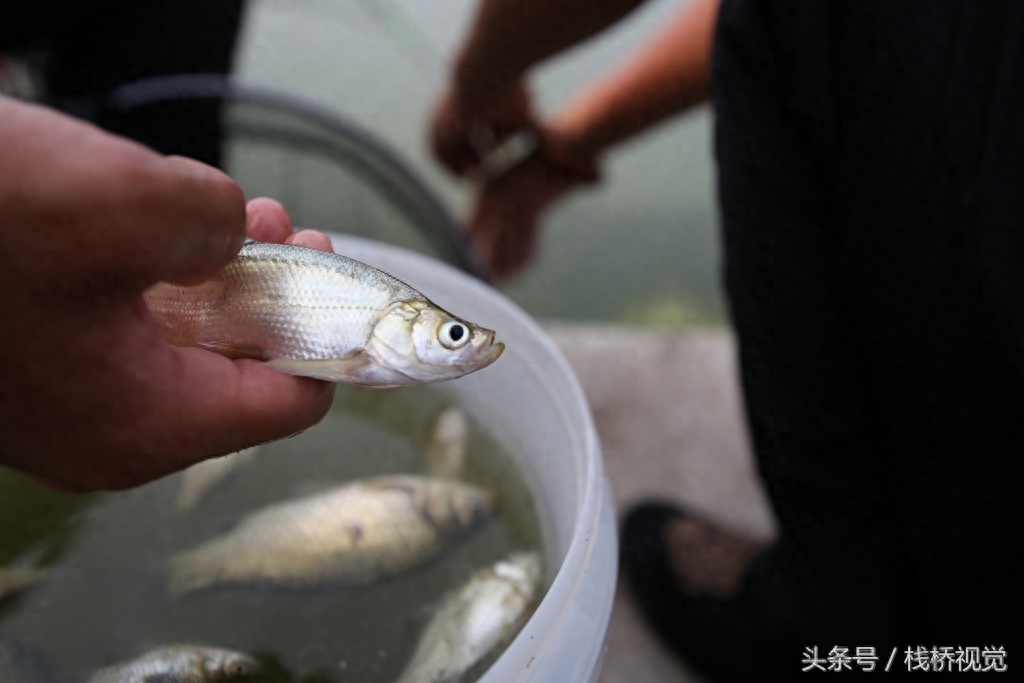 喜欢钓鱼的看过来！青岛白沙河畔钓鲫鱼，河边一溜人冒着高温打着遮阳伞享受快乐垂钓人生！