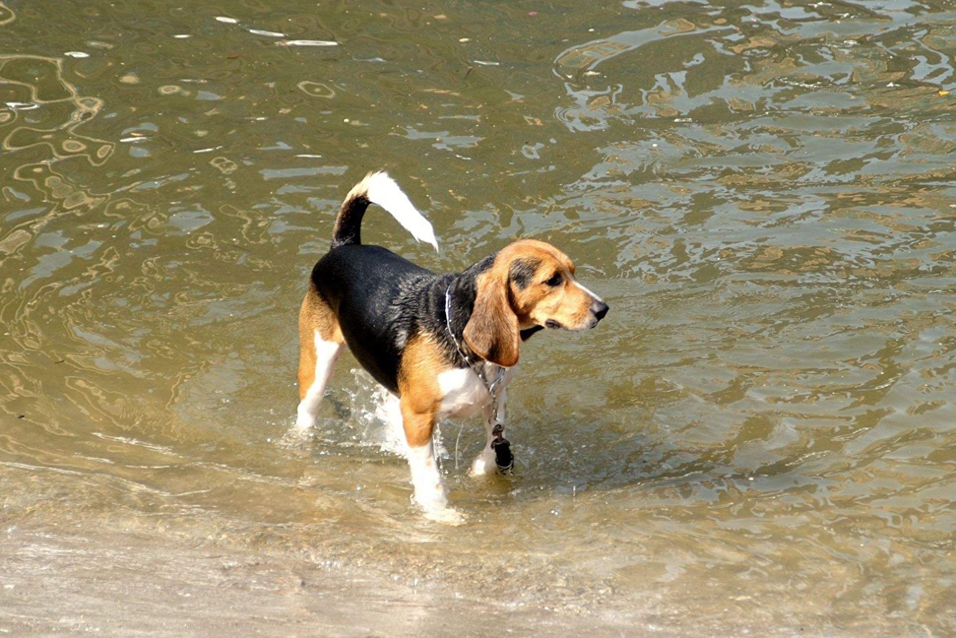 动物图集；比格猎犬