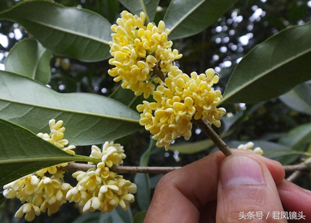 桂花：中国传统十大名花之一，不仅仅是闻香，还可做桂花茶、酿酒